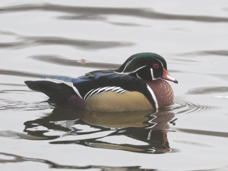 Mystery bird to be identified