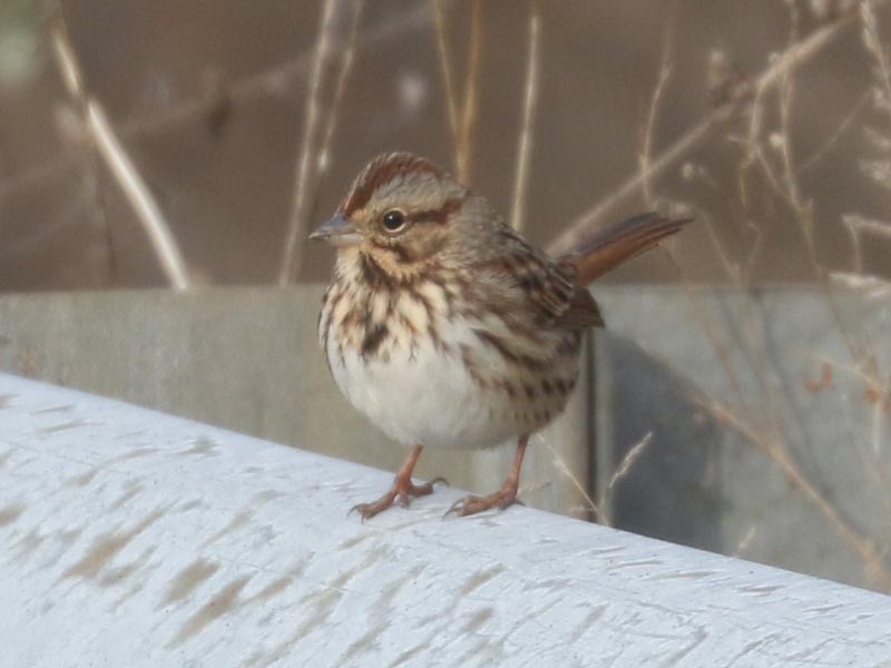 Mystery bird to be identified