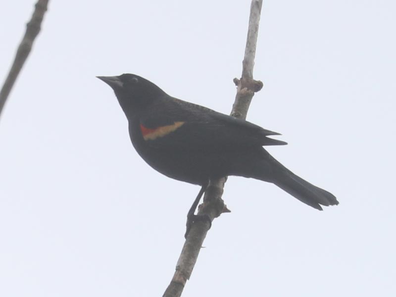 Mystery bird to be identified