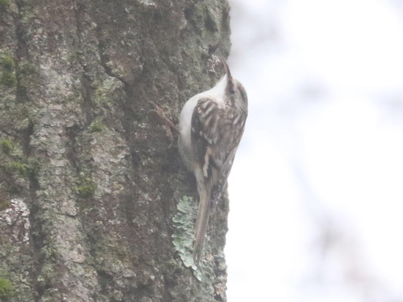 Mystery bird to be identified