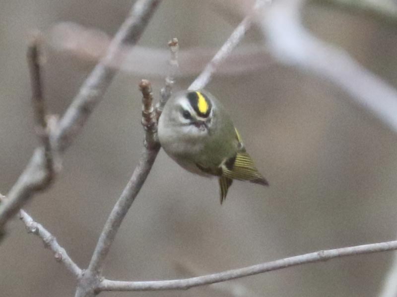 Mystery bird to be identified