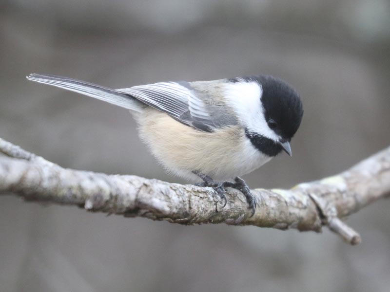 Mystery bird to be identified