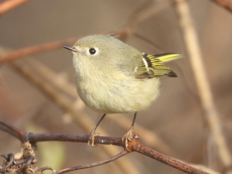 Mystery bird to be identified