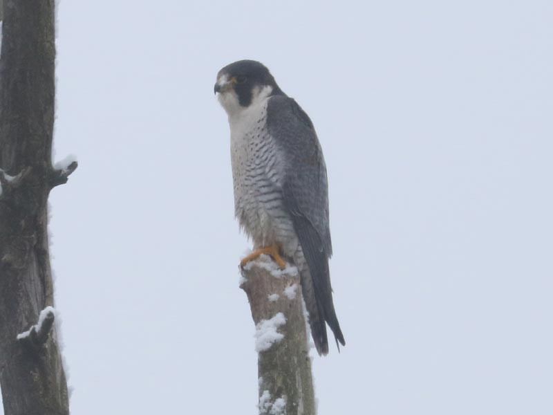 Mystery bird to be identified