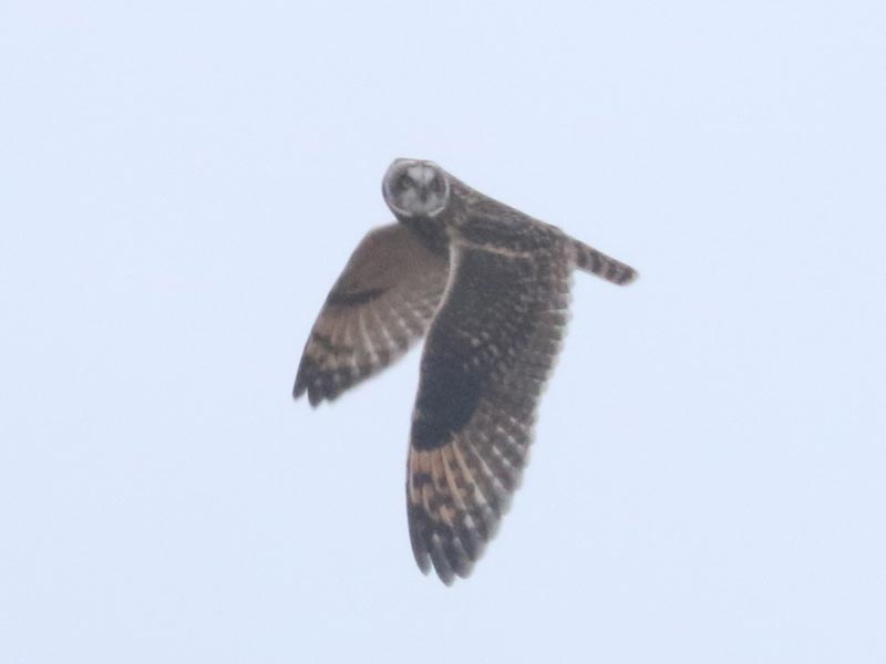 Mystery bird to be identified