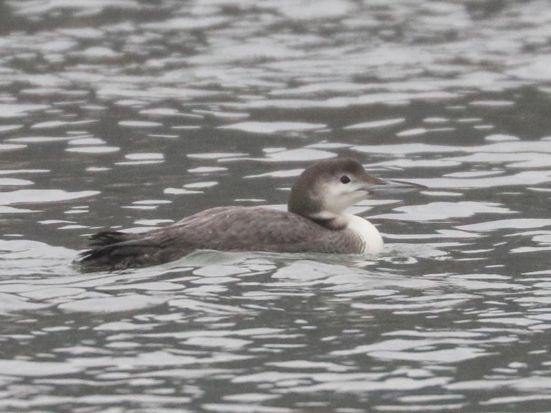 Mystery bird to be identified