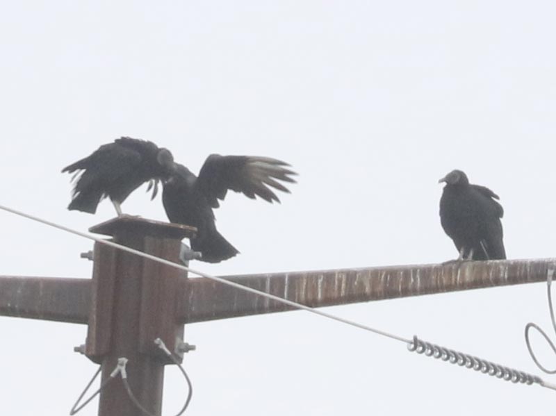 Mystery birds to be identified