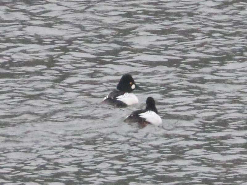 Mystery bird to be identified