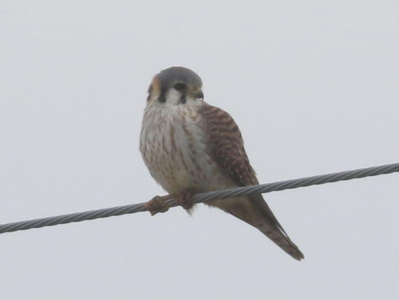 Mystery bird to be identified