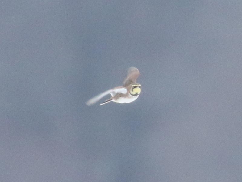 Mystery bird to be identified