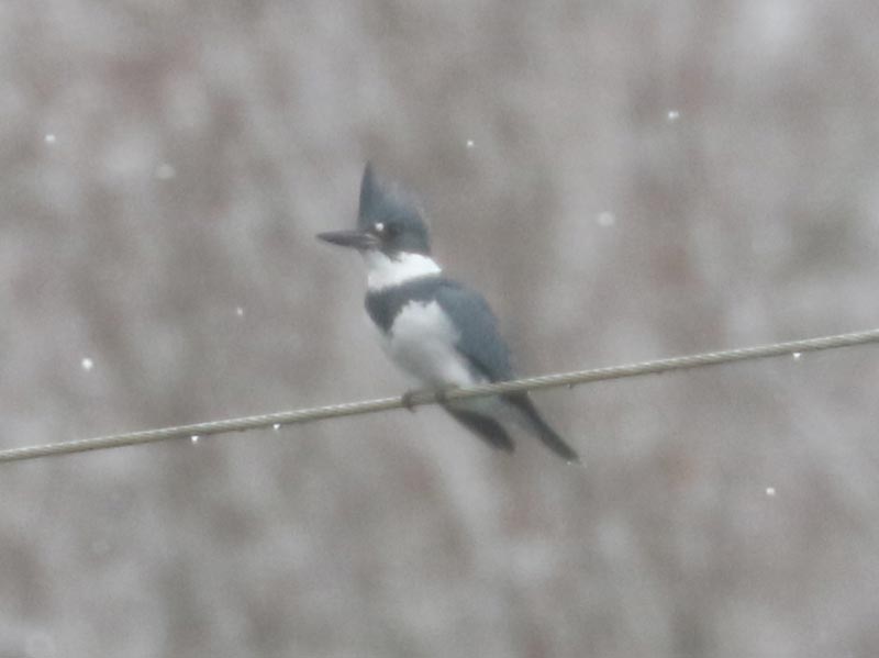 Mystery bird to be identified