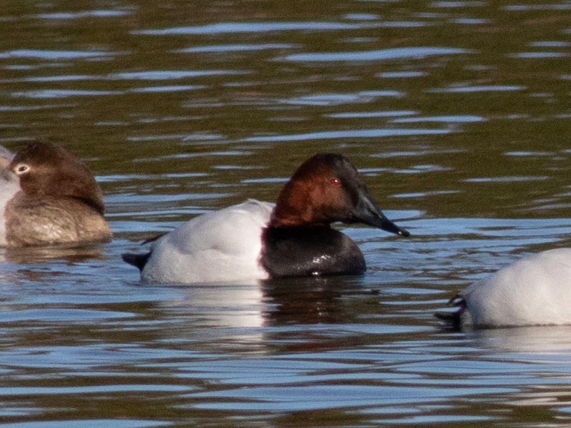 Mystery bird to be identified