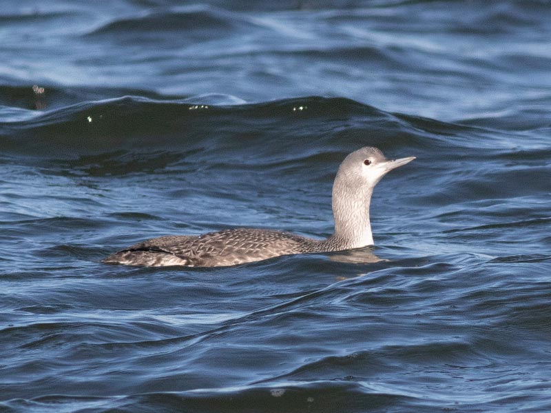 Mystery bird to be identified