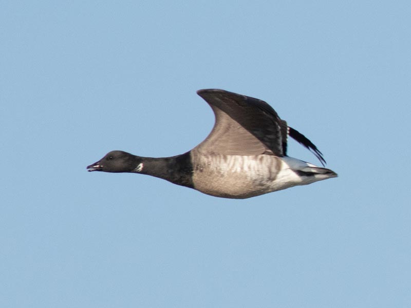 Mystery bird to be identified