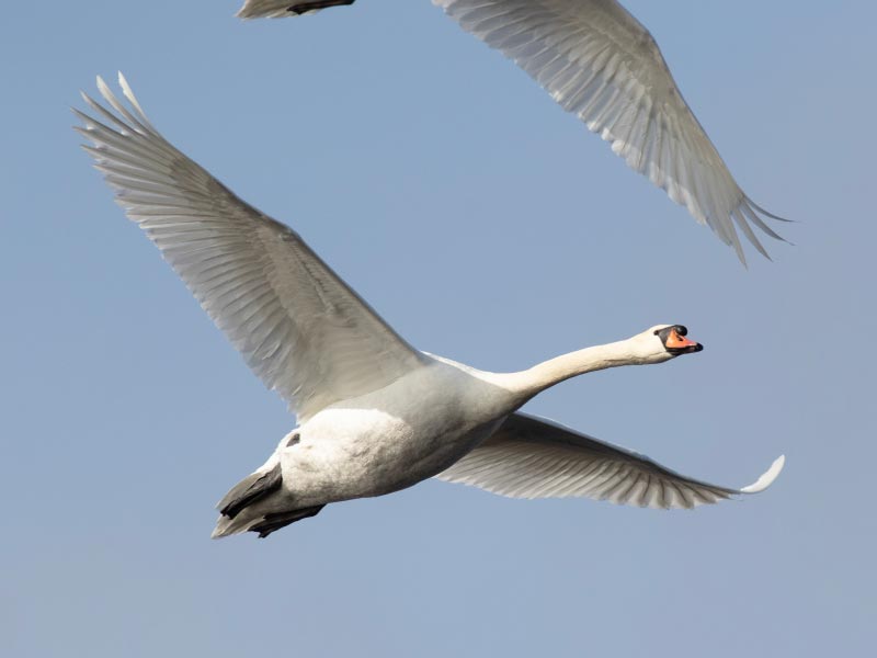 Mystery bird to be identified