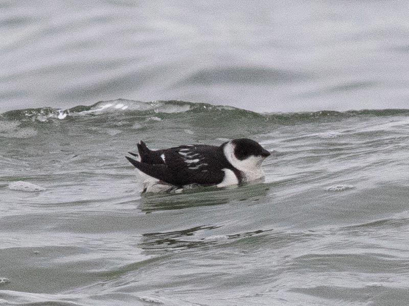 Mystery bird to be identified