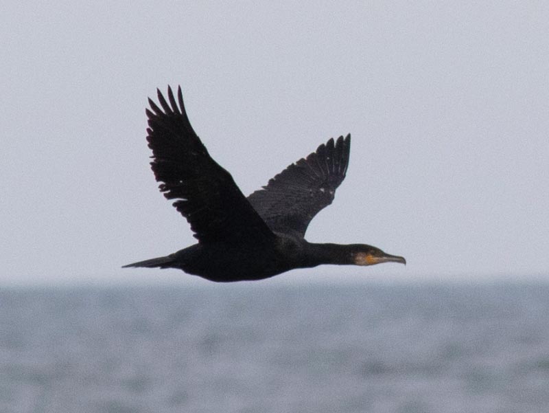 Mystery bird to be identified