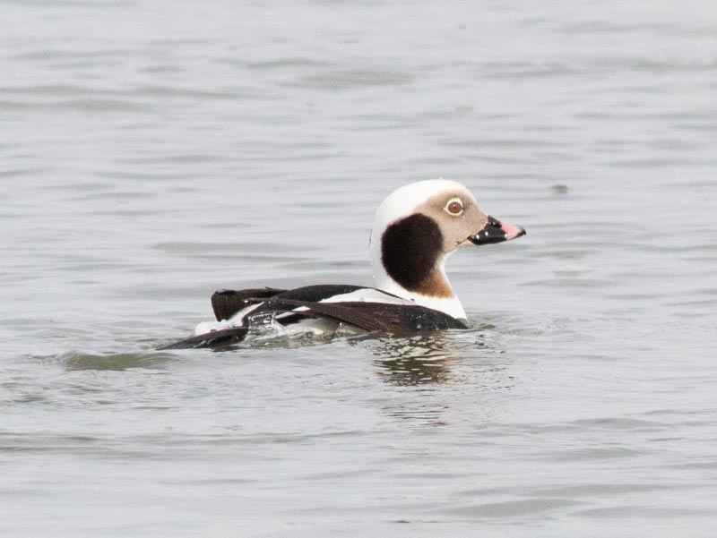 Mystery bird to be identified