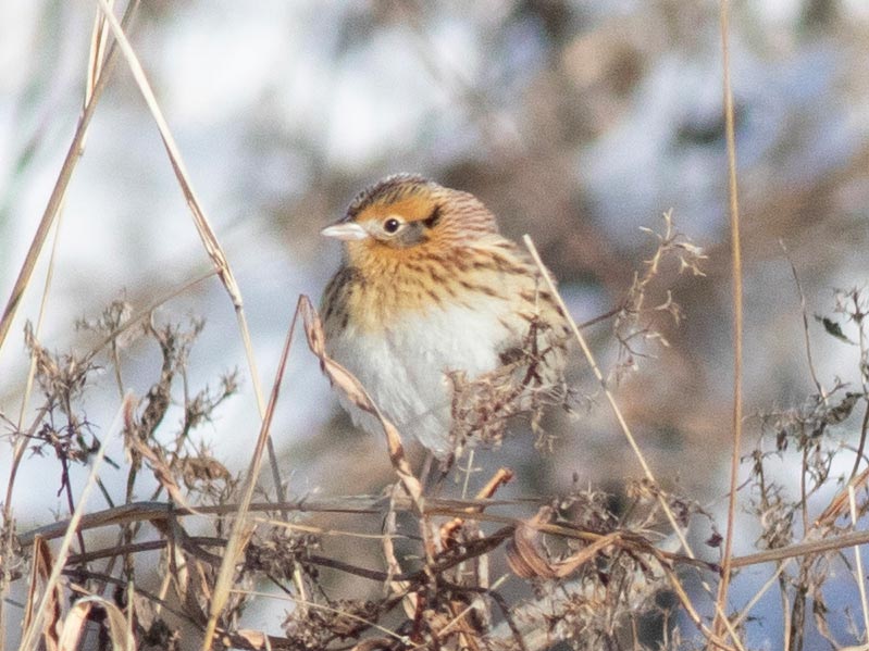 Mystery bird to be identified