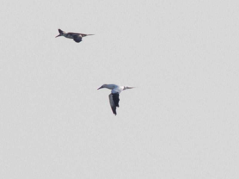 Mystery bird to be identified