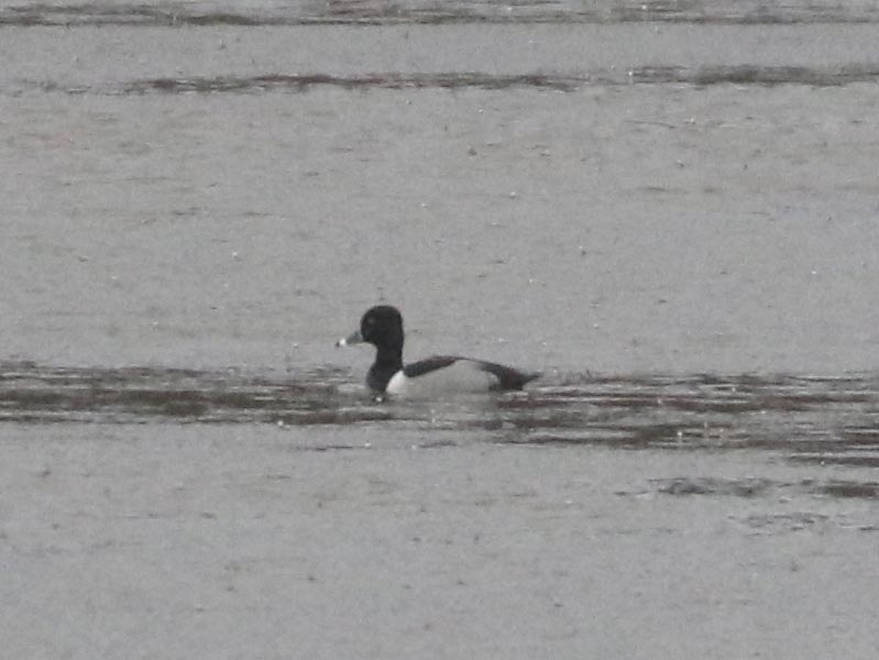 Mystery bird to be identified