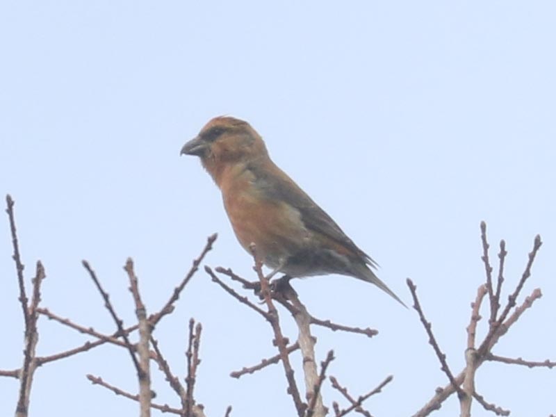 Mystery bird to be identified