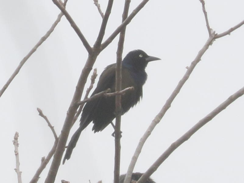 Mystery bird to be identified