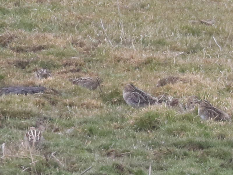 Mystery bird to be identified