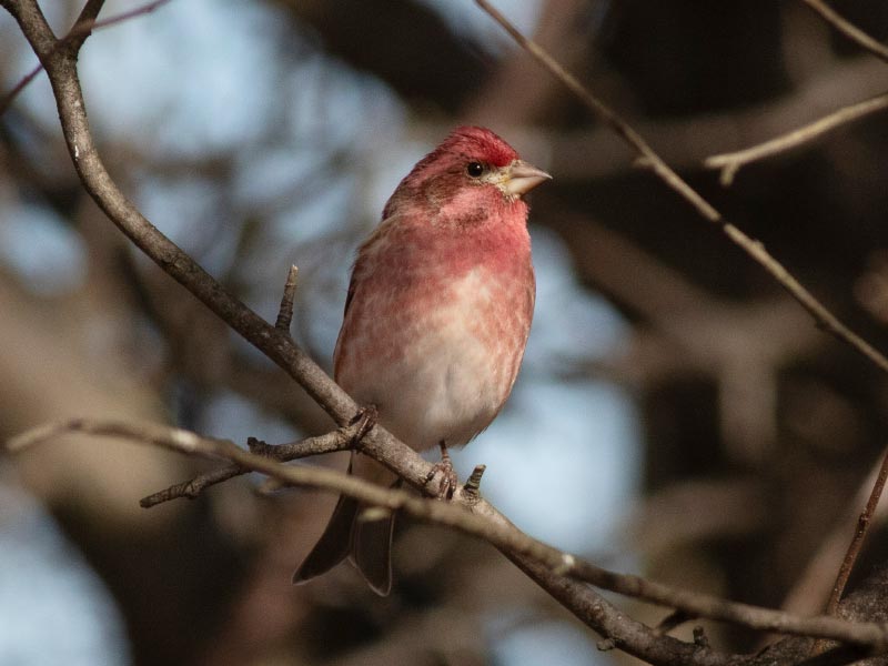 Mystery bird to be identified
