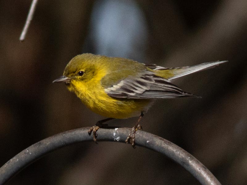 Mystery bird to be identified