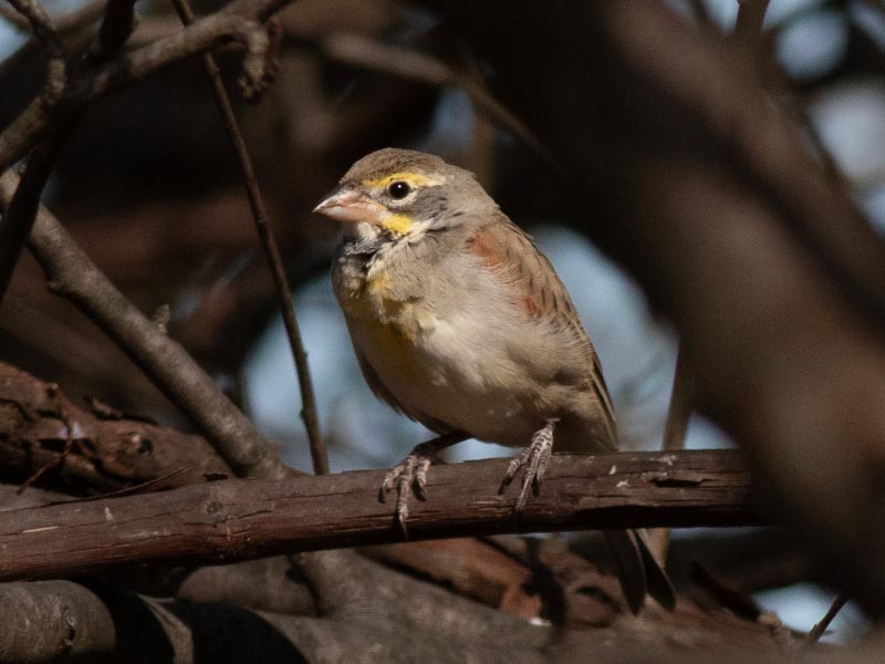 Mystery bird to be identified