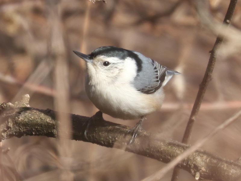 Mystery bird to be identified