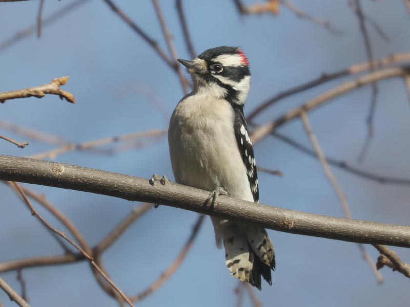 Mystery bird to be identified