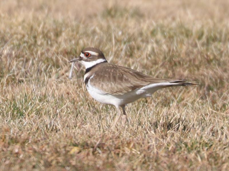 Mystery bird to be identified