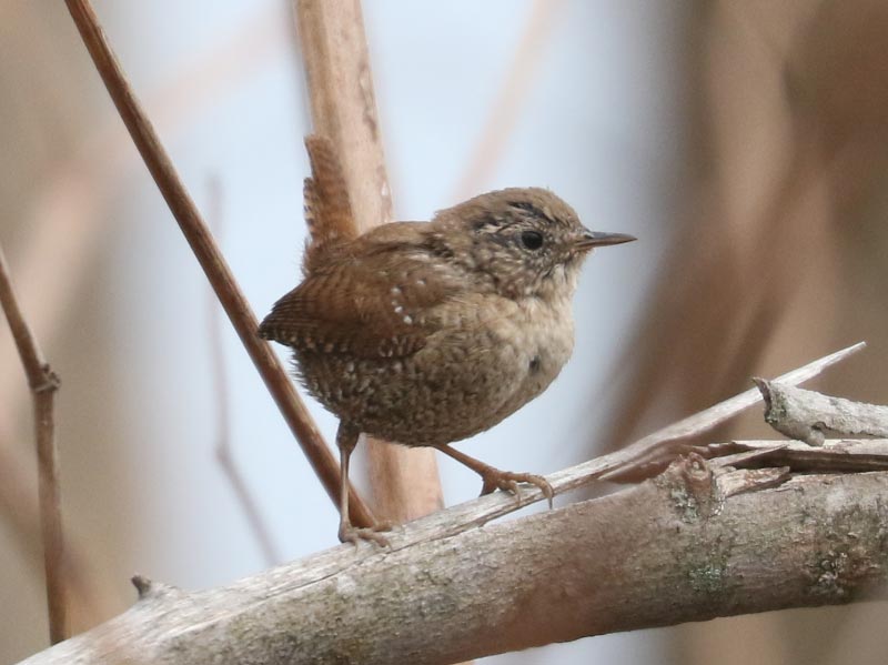 Mystery bird to be identified