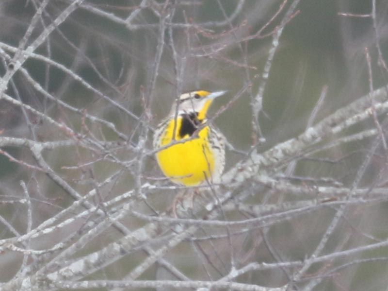Mystery bird to be identified
