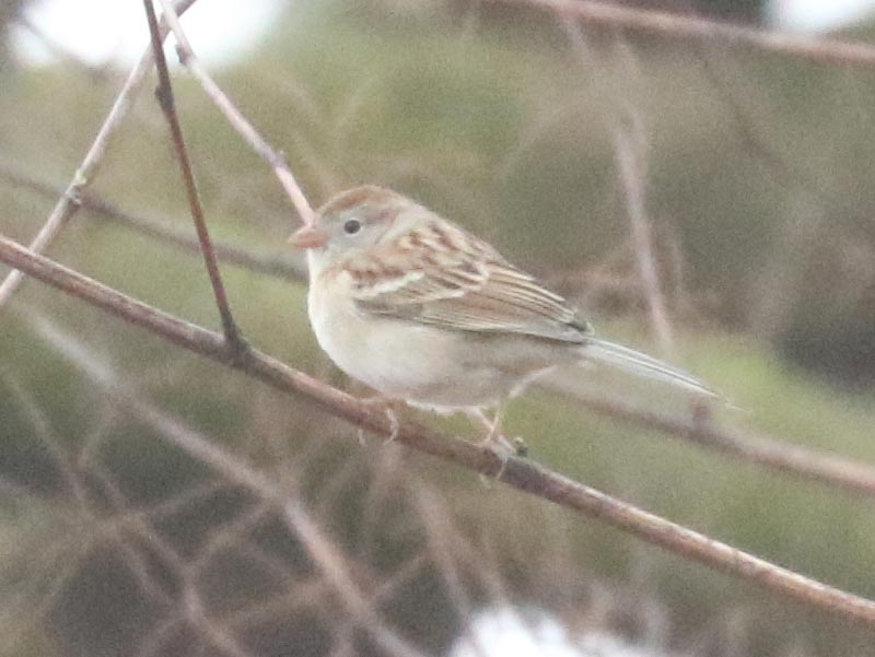 Mystery bird to be identified