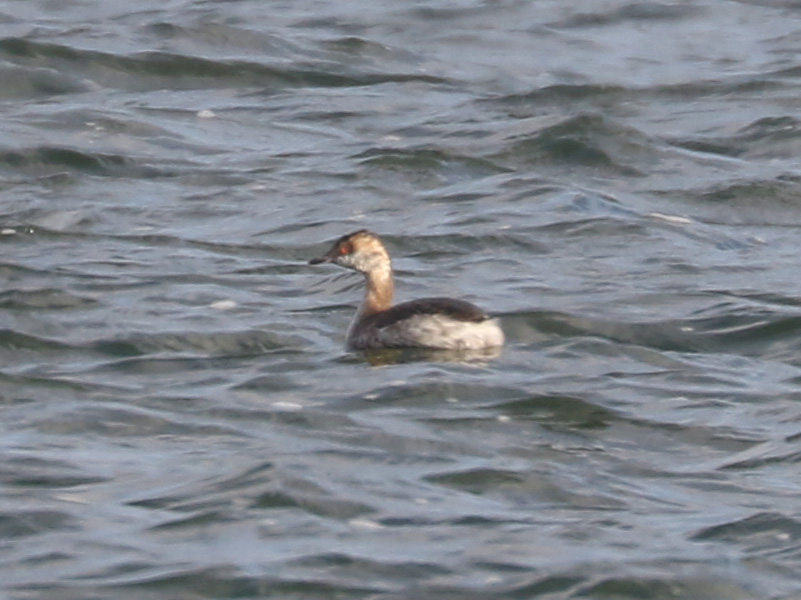 Mystery bird to be identified