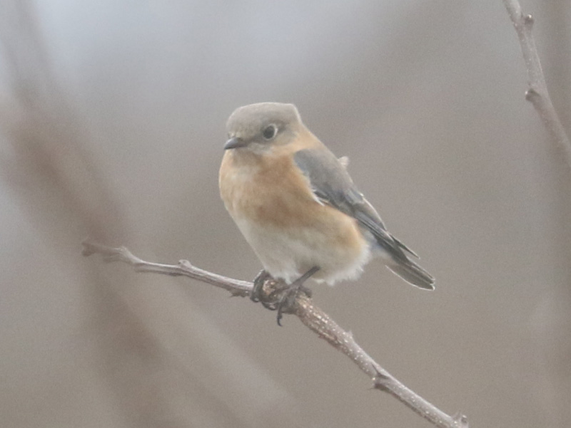 Mystery bird to be identified