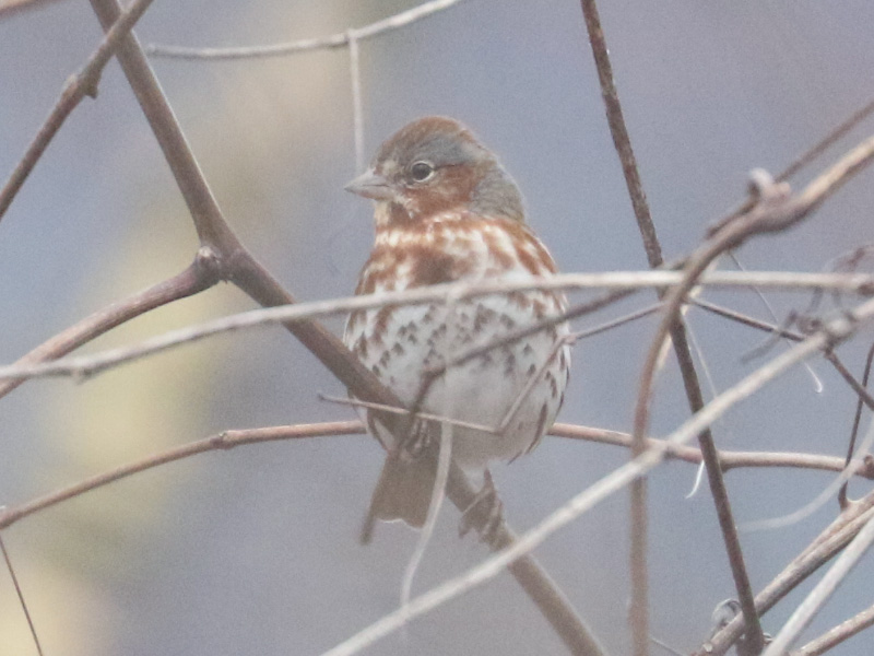 Mystery bird to be identified