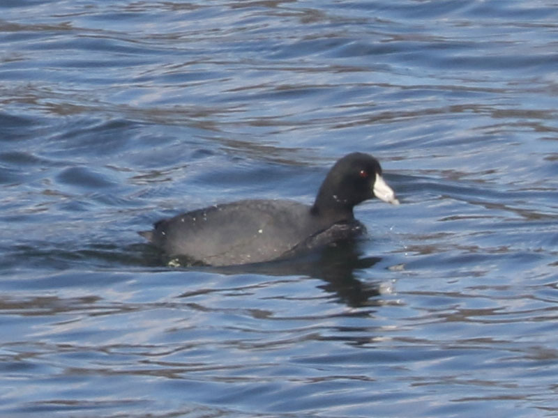 Mystery bird to be identified