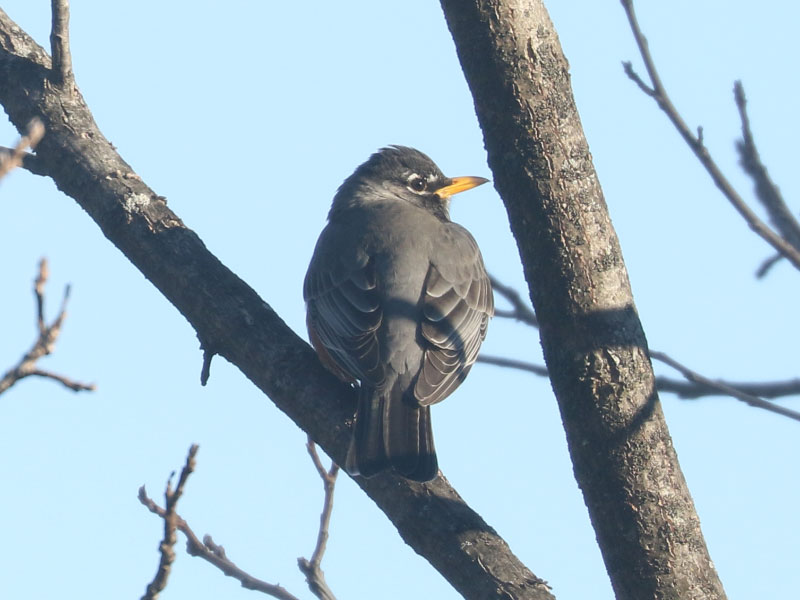 Mystery bird to be identified