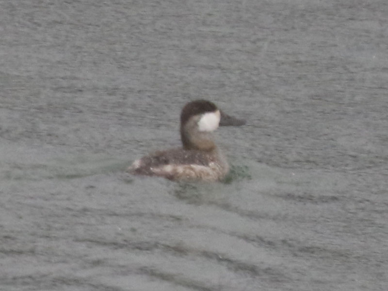 Mystery bird to be identified