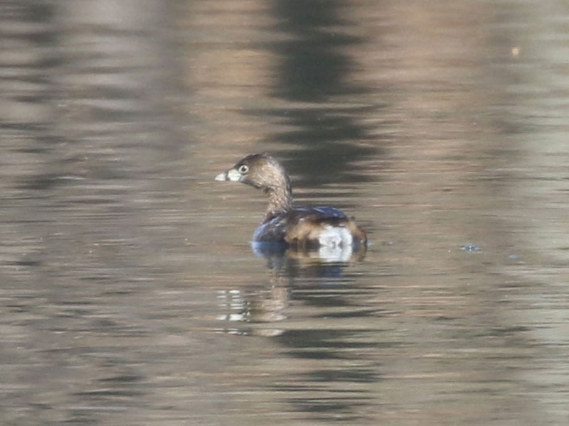 Mystery bird to be identified