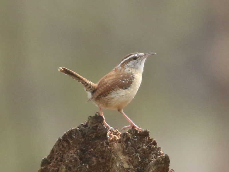 Mystery bird to be identified