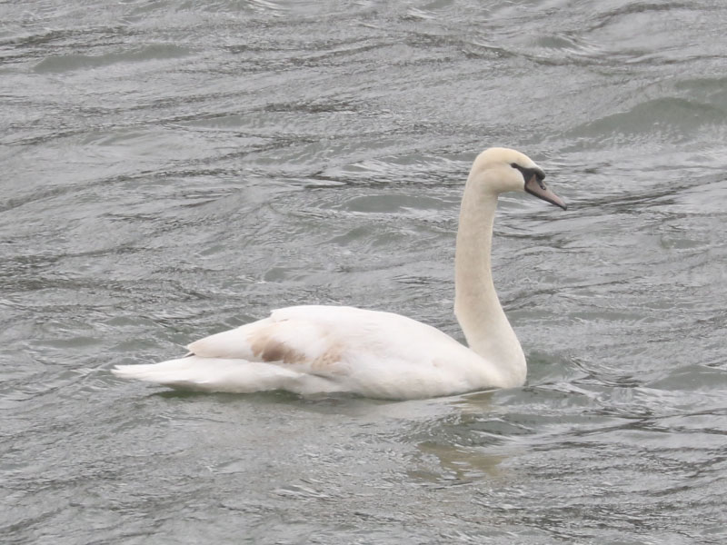 Mystery bird to be identified