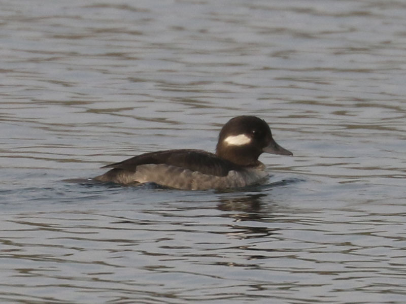 Mystery bird to be identified