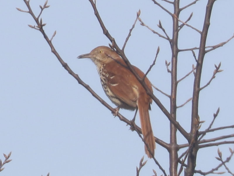 Mystery bird to be identified