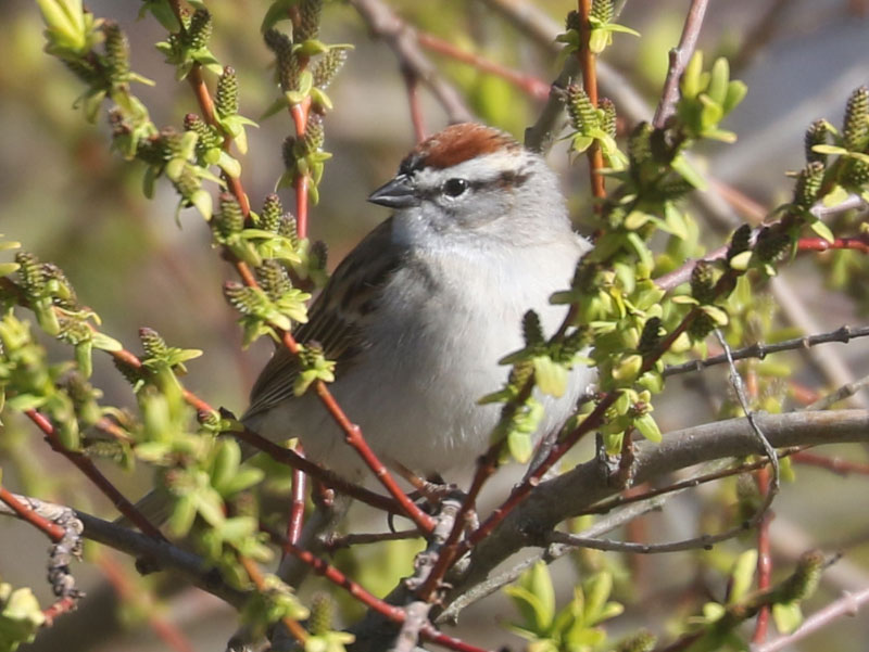 Mystery bird to be identified