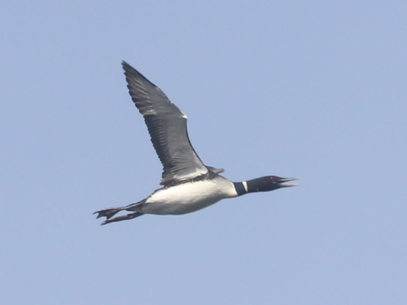 Mystery bird to be identified
